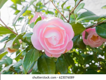 Pink Camellia Flower Stock Photo 623076089 | Shutterstock