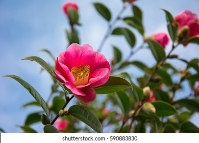 ピンクの椿の花の背景 ツバキの花と葉は春と夏の季節 ヘルシーな茶 油の抽出業などを完璧に表す の写真素材 今すぐ編集