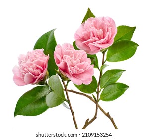 Pink camellia flower, Camellia blooming with leaves isolated on white background, with clipping path                             - Shutterstock ID 2109153254