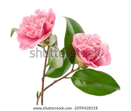 Pink camellia flower, Camellia blooming with leaves isolated on white background, with clipping path