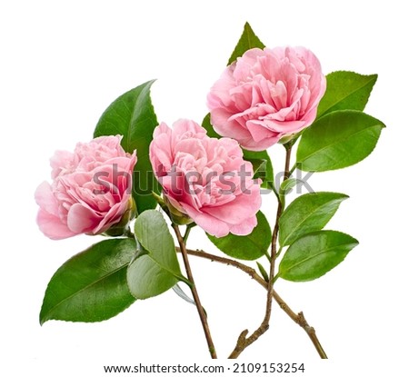 Pink camellia flower, Camellia blooming with leaves isolated on white background, with clipping path                            