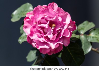 A Pink Camellia Flower In The Garden At Gresford In The Hunter Region Of NSW, Australia.