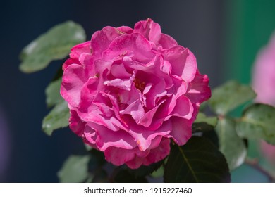 A Pink Camellia Flower In The Garden At Gresford In The Hunter Region Of NSW, Australia.