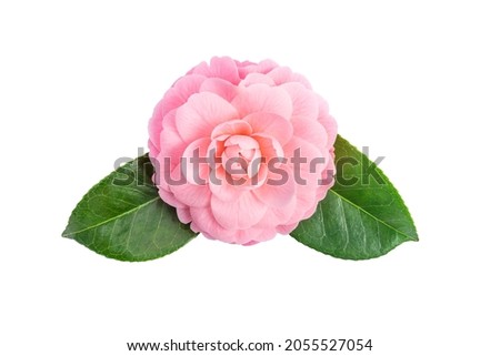 Pink camellia flower with green leaves, isolated on white