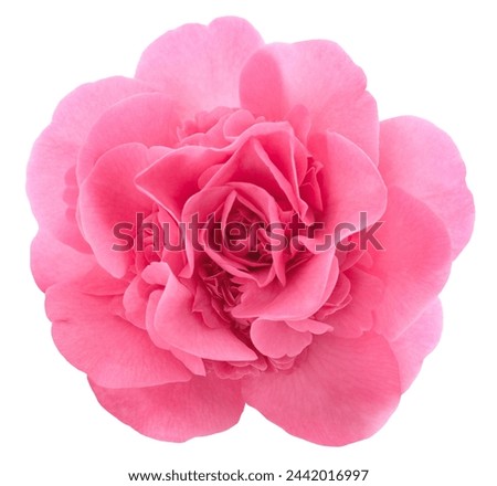 Pink Camellia  flower  isolated on white background