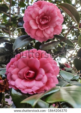 Pink Camellia japonica in garden commonly known as Pearl Maxwell