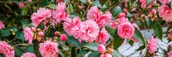 Pink Camellia Japonica "Spring Festival" Flowers.  Banner. Camellia Bloom On Bush In The Garden,  Close Up. Banner.