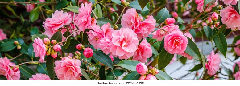 Pink Camellia japonica "Spring Festival" flowers.  Banner. Camellia bloom on Bush in the garden,  close up. Banner.
