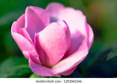 Pink Camellia Oleifera hybrid 'Winters Joy' Theaceae