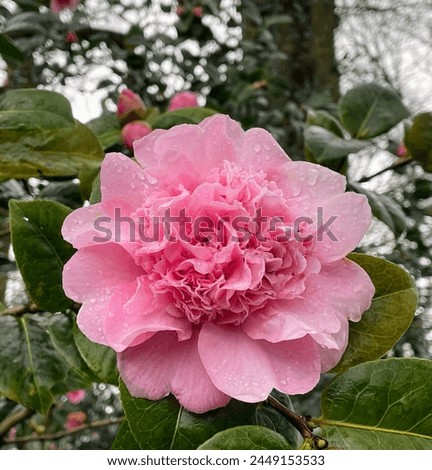 Pink Camellia - RHS Harlow Carr, April 2024