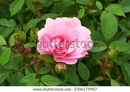 Pink canadian rose variety John Davis flowering in the summer garden.