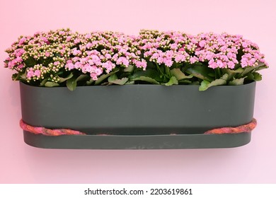 Pink Canlanchoes In A Hanging Planter On A Pink Wall.