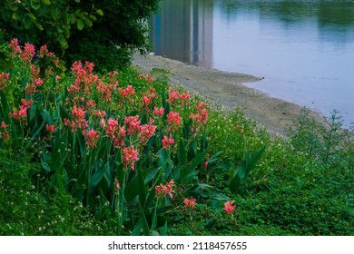 Pink Canna (scientific Name: Canna Glauca L.): Is A Bulbous Herb. The Rhizome Is Elongated, The Plant Height Is 1.5-2 Meters; The Stem Is Green. Leaves Lanceolate.