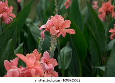 Pink Canna Spp And Hybrid - Canna (or canna lily, although not a true lily), is the only genus in the family Cannaceae, commonly called achira in Latin America