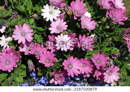 Pink Cape Marguerite flowers, Derbyshire England
