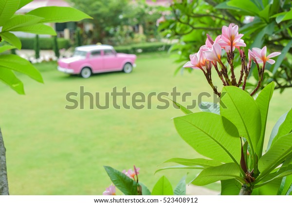 Pink car in the\
garden
