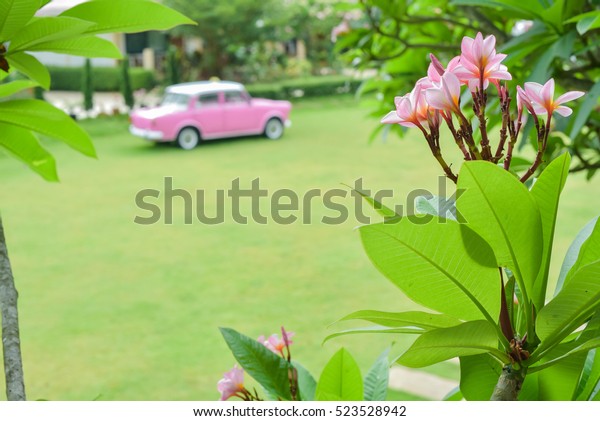 Pink car in the\
garden