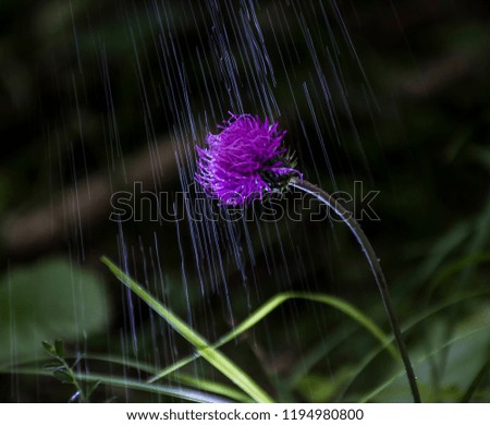 Similar – Image, Stock Photo Kitchen flowers.