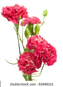 Pink Carnation Array Vase Over White Stock Photo 81848161 | Shutterstock