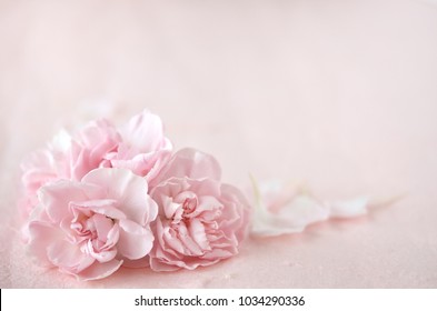 Pink Carnation Background