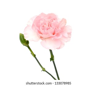 A Pink Carnation Blooming