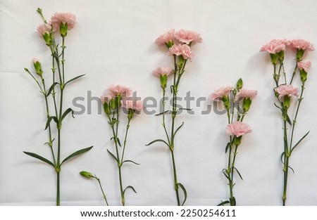 Pink carnation flower pattern on a white background viewed from above