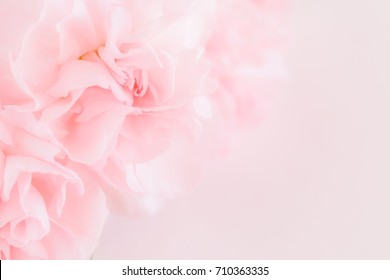 Pink Carnation Flowers Bouquet on light pink background. soft filter.