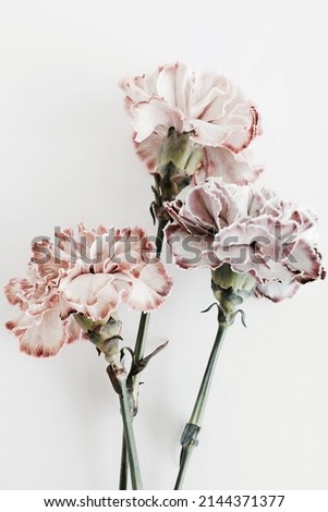 Pink carnation flowers close up on white background . Flowers  background.Minimal floral card. Poster