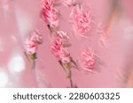 Pink carnation flowers on pink background, soft focus, vintage tone. Kaleidoscope effect.