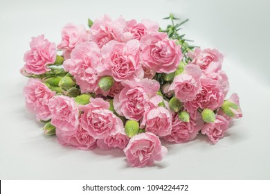 94,984 Carnation pink Images, Stock Photos & Vectors | Shutterstock