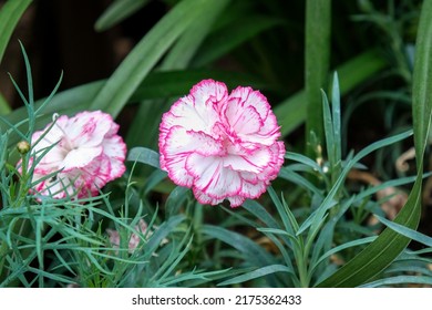 Pink Carnation with green leaves