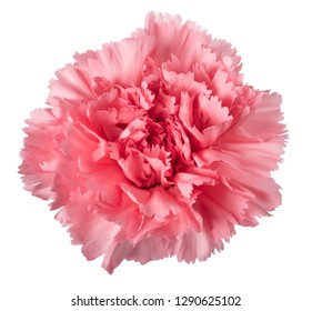 150,469 Carnation Stock Photos, Images & Photography | Shutterstock