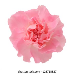 Pink Carnation Isolated On White Background