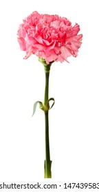 Pink Carnation Isolated On White