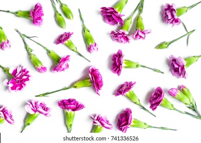 Pink Carnation Isolated On White Background