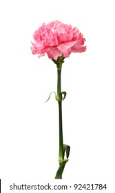 Pink Carnation Isolated On White