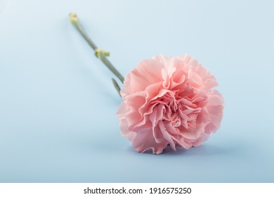 A Pink Carnations Isolated On Blue Background