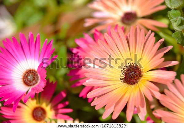 Pink Carpet Dwarf Perennial Plant Forms Stock Photo Edit Now 1671813829