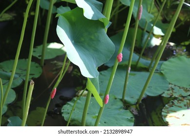 Pink Caterpillar Egg Attached To The Stem Of A Lotus Flower