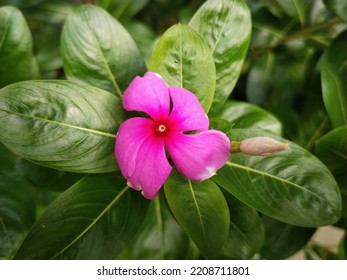 Pink Catharanthus Roseus Blooming Flower