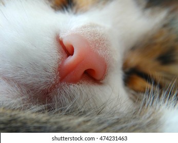 Pink Cat's Nose Animal Pet Scent Smell Wool Biology Macro Closeup