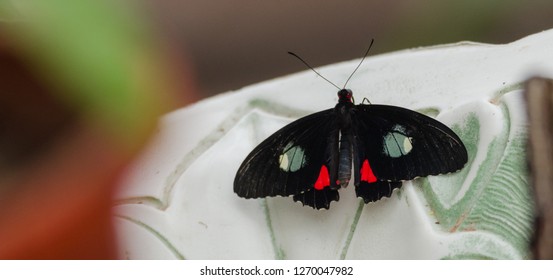 Pink Cattleheart (Parides ipidamas)Butterfly with open wings in a fountain bowl.