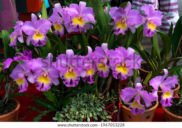 Pink\
cattleya flowers,Isolated pink color flowers blooming bouquet. Wild\
cattleya orchid plant growing in pot for home\
care.
