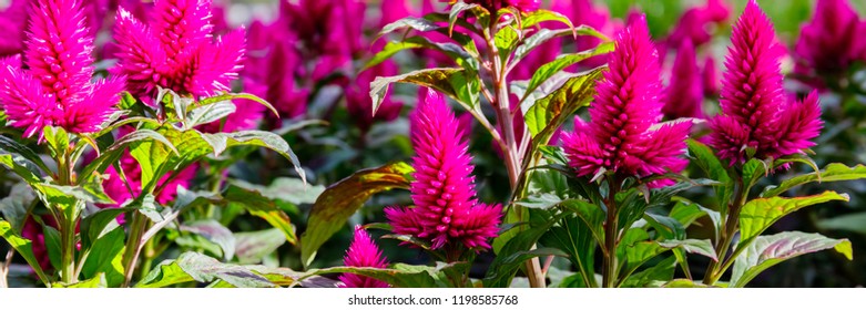 76 Celosia caracas Images, Stock Photos & Vectors | Shutterstock