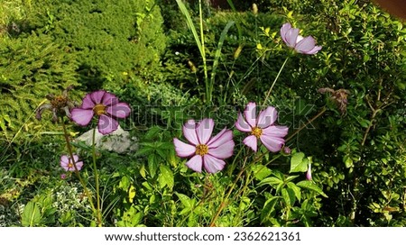 Pink chamomile grows near the house in a flowerbed