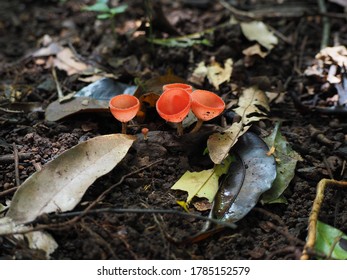 Pink Champagne Cup Mushroom (Cookeina Sp., Family Sarcoscyphaceae) On The Decaying Leaves