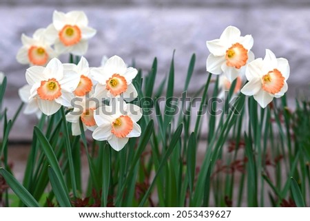Pink Charm Narcissus flowers are distinguished by an interesting combination of white petals with red crown in center. it is genus of monocotyledonous plants from the Amaryllis family. Selective focus