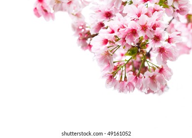 桜 芝生 イラスト 背景 Stock Photos Images Photography Shutterstock