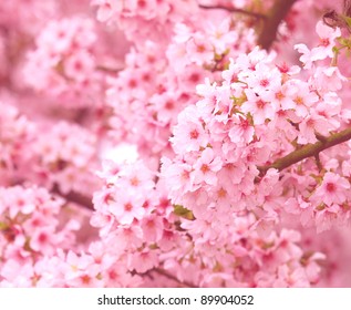 Pink cherry as background - Shutterstock ID 89904052