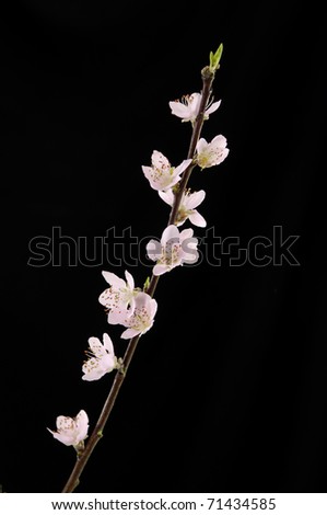 Similar – cherry brandy Nature Plant